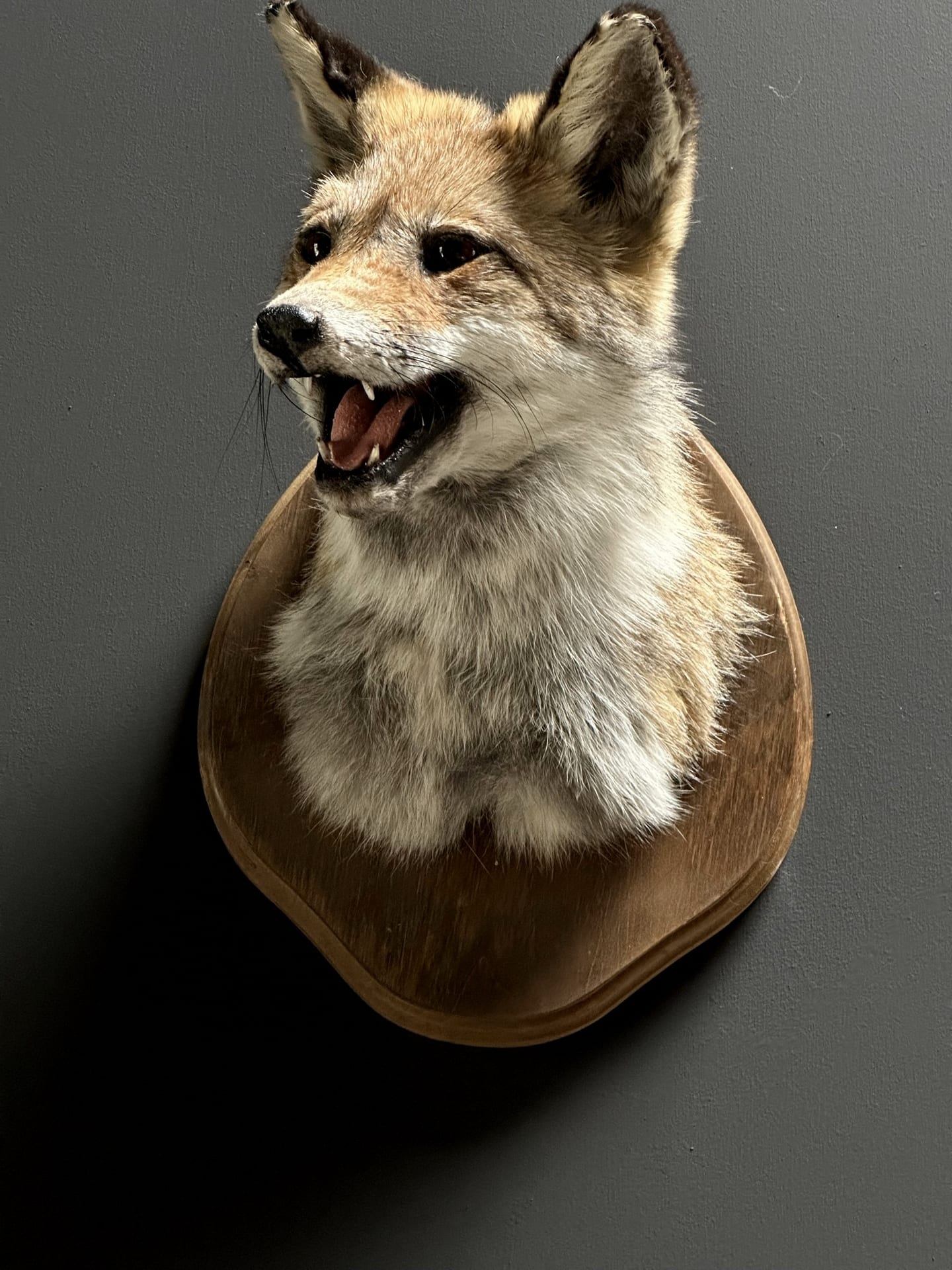 Mounted fox head