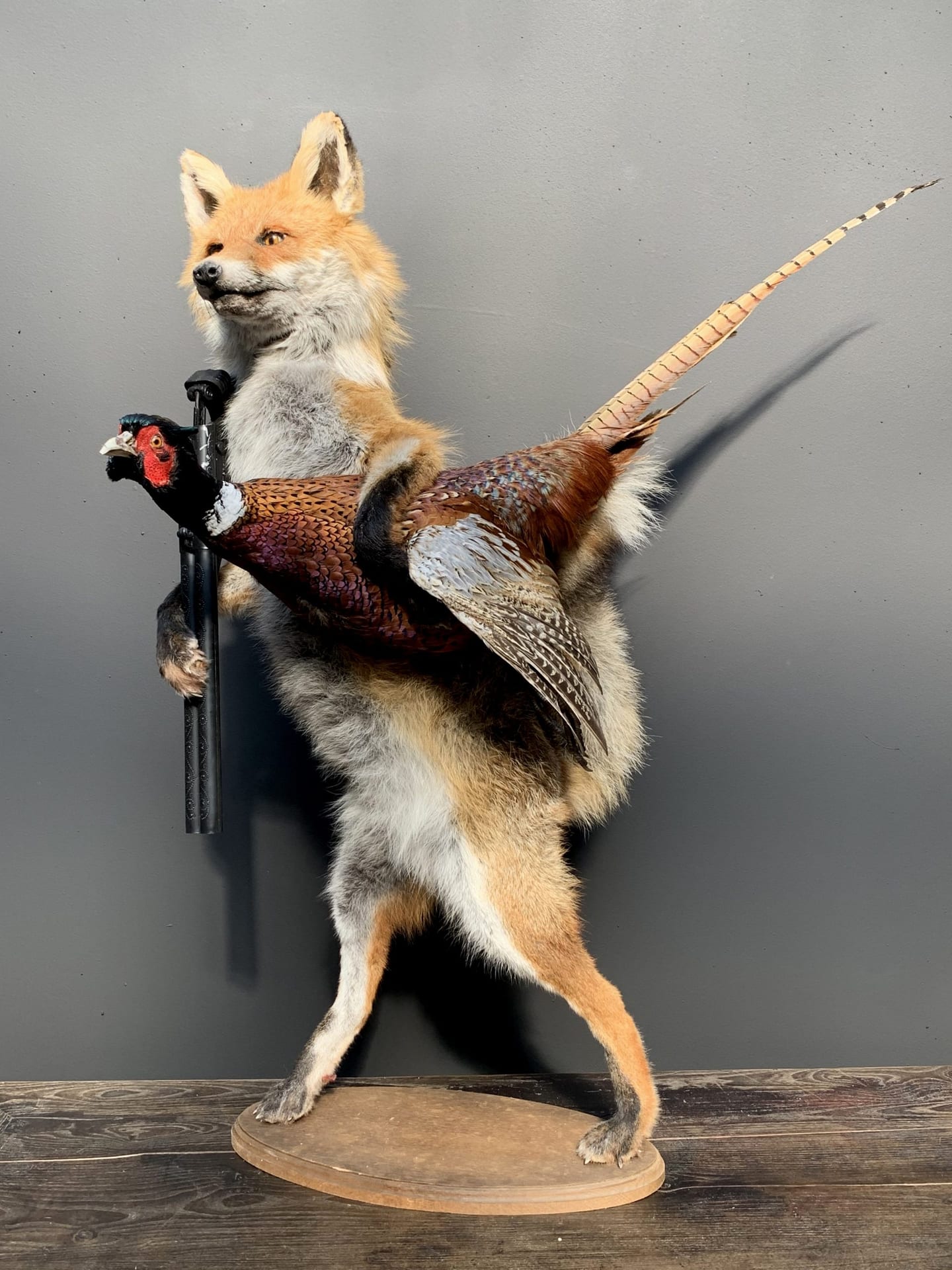 Renard de chasse naturalisé avec faisan