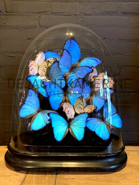 Grote antieke stolp met blauwe en witte vlinders. Vlinderstolp