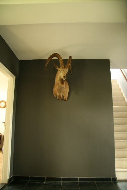 Excelent quality trophy head of an Ibex