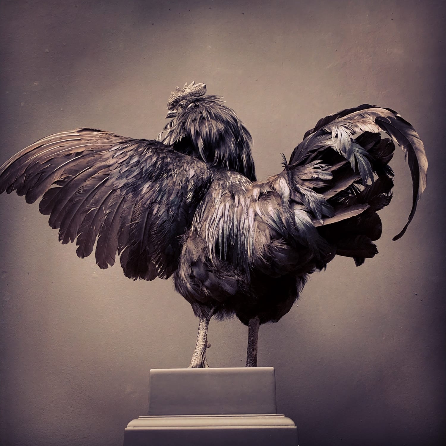 Opgezette Cemani haan