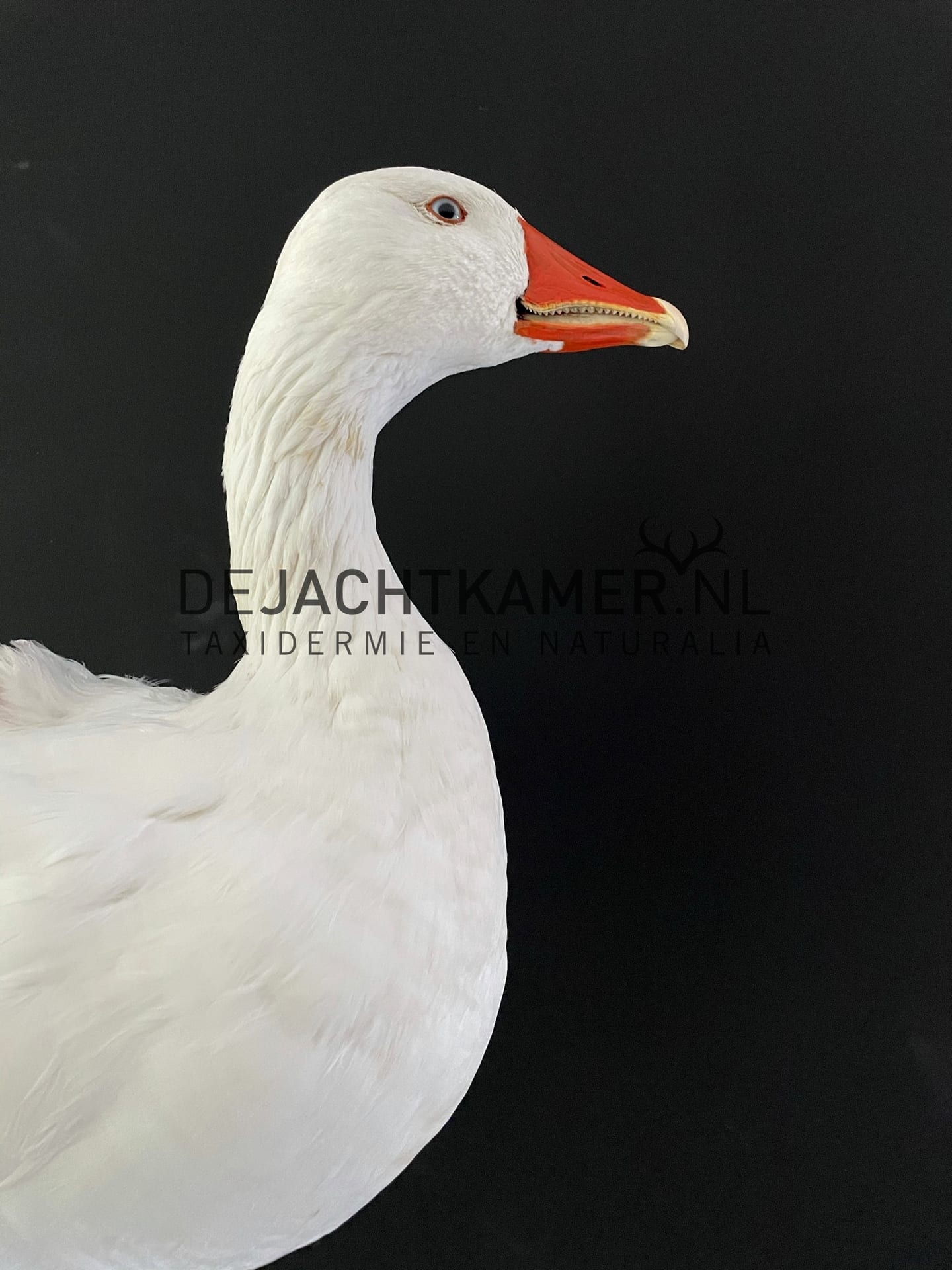 Opgezette kop van een gans