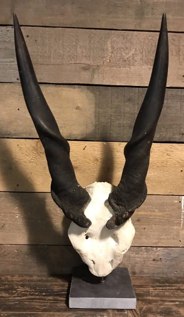 Grote schedel van een elandantilope