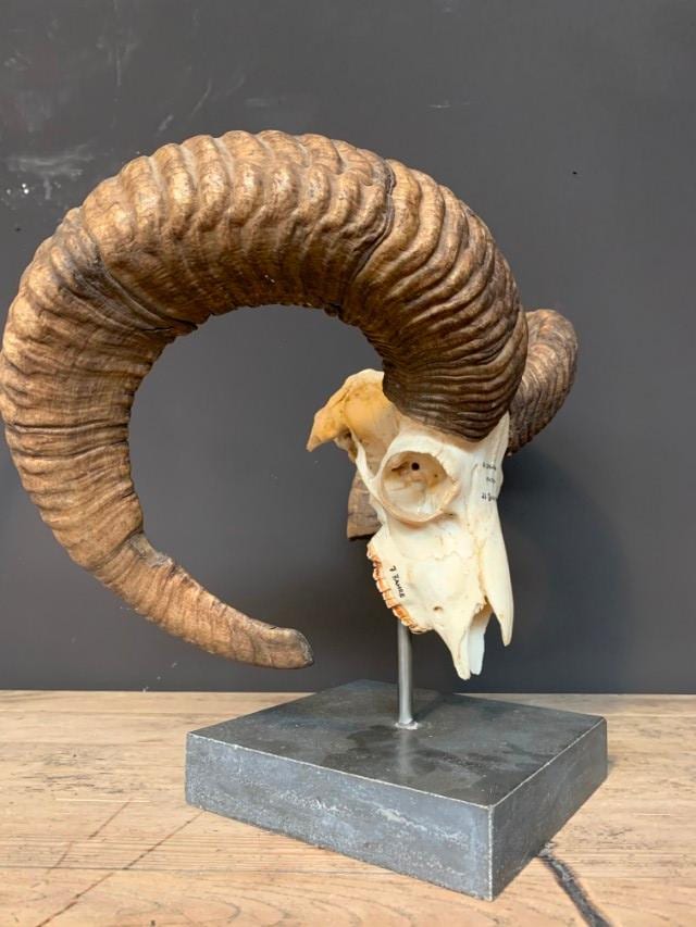 Grote moeflonschedel op een voet