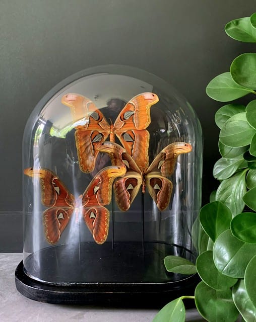 Alte Glocke mit 3 Attacus Atlas Schmetterlingen