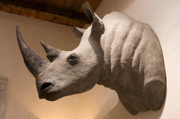 Réplique d'un rhinocéros blanc naturalisé