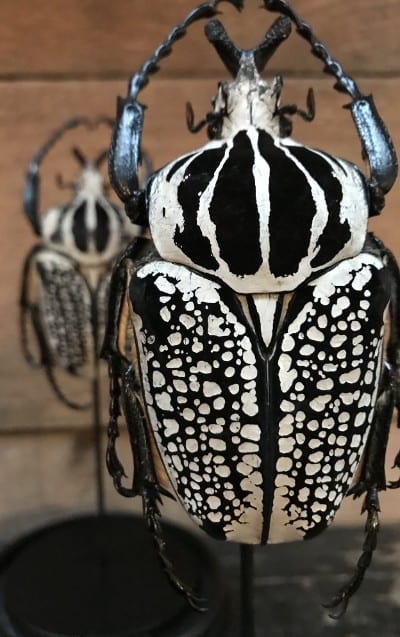 Stolp met gigantische kever (Goliathus Orientalis)