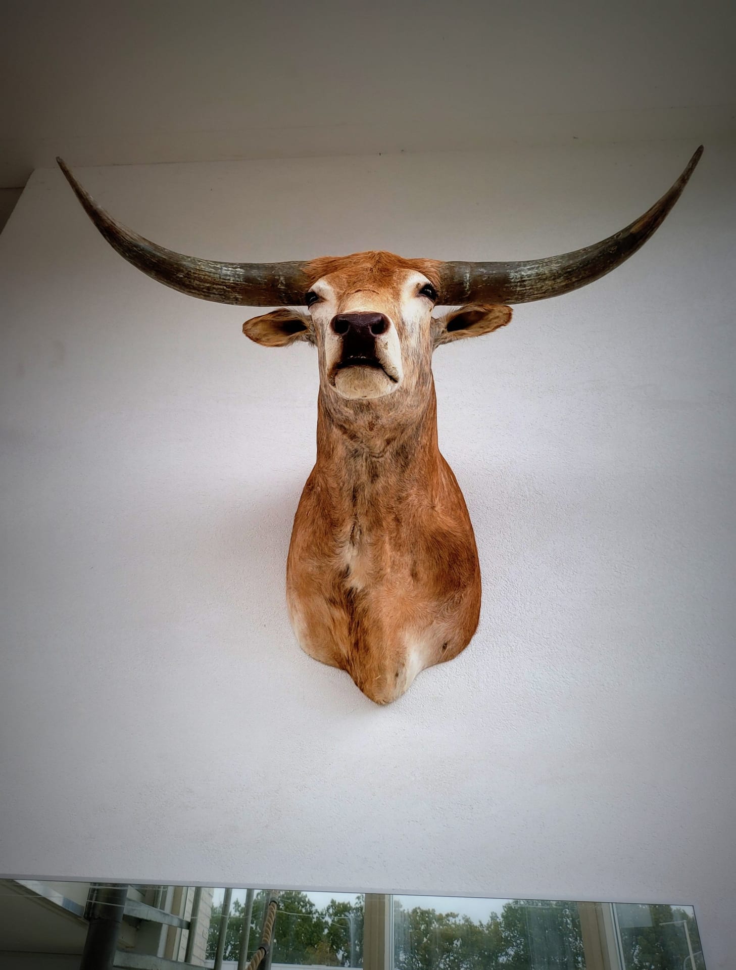 Ausgestopfter Longhorn-Bullenkopf