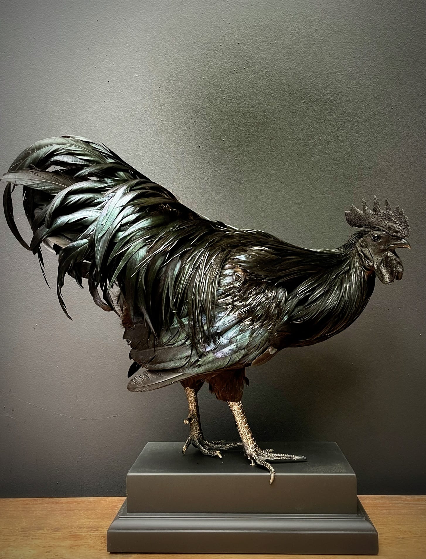Ausgestopfter Cemani Hahn