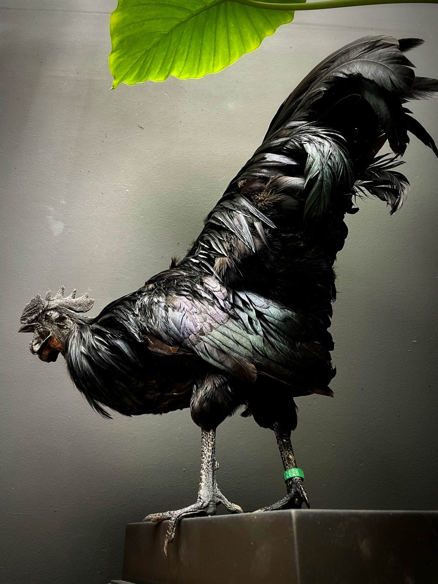 Ausgestopfter Cemani-Hahn
