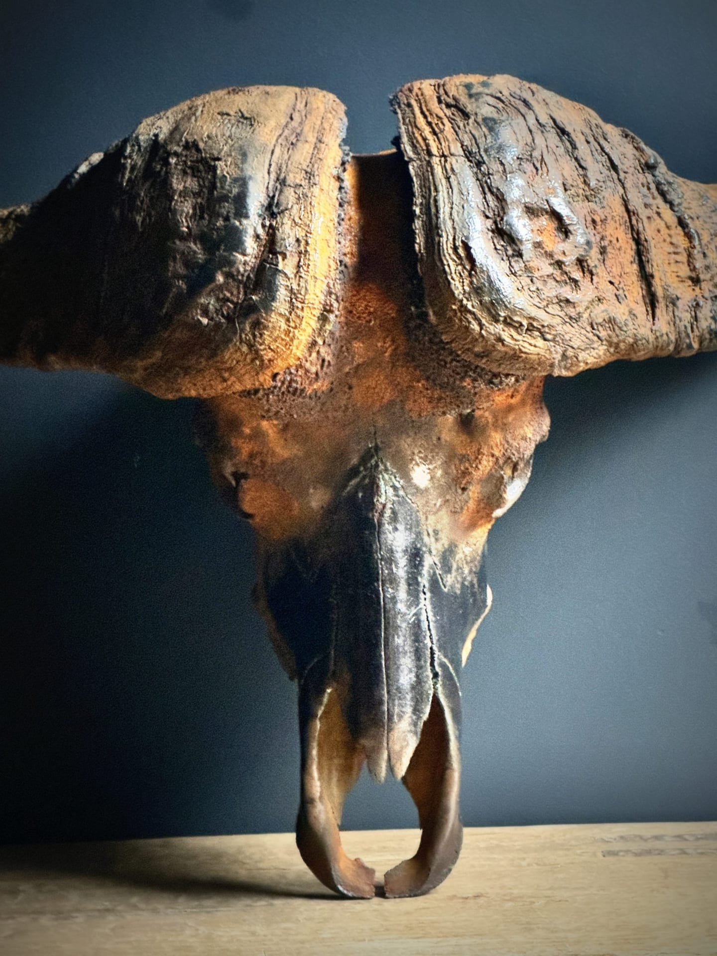 Schedel van een Kaapse buffel