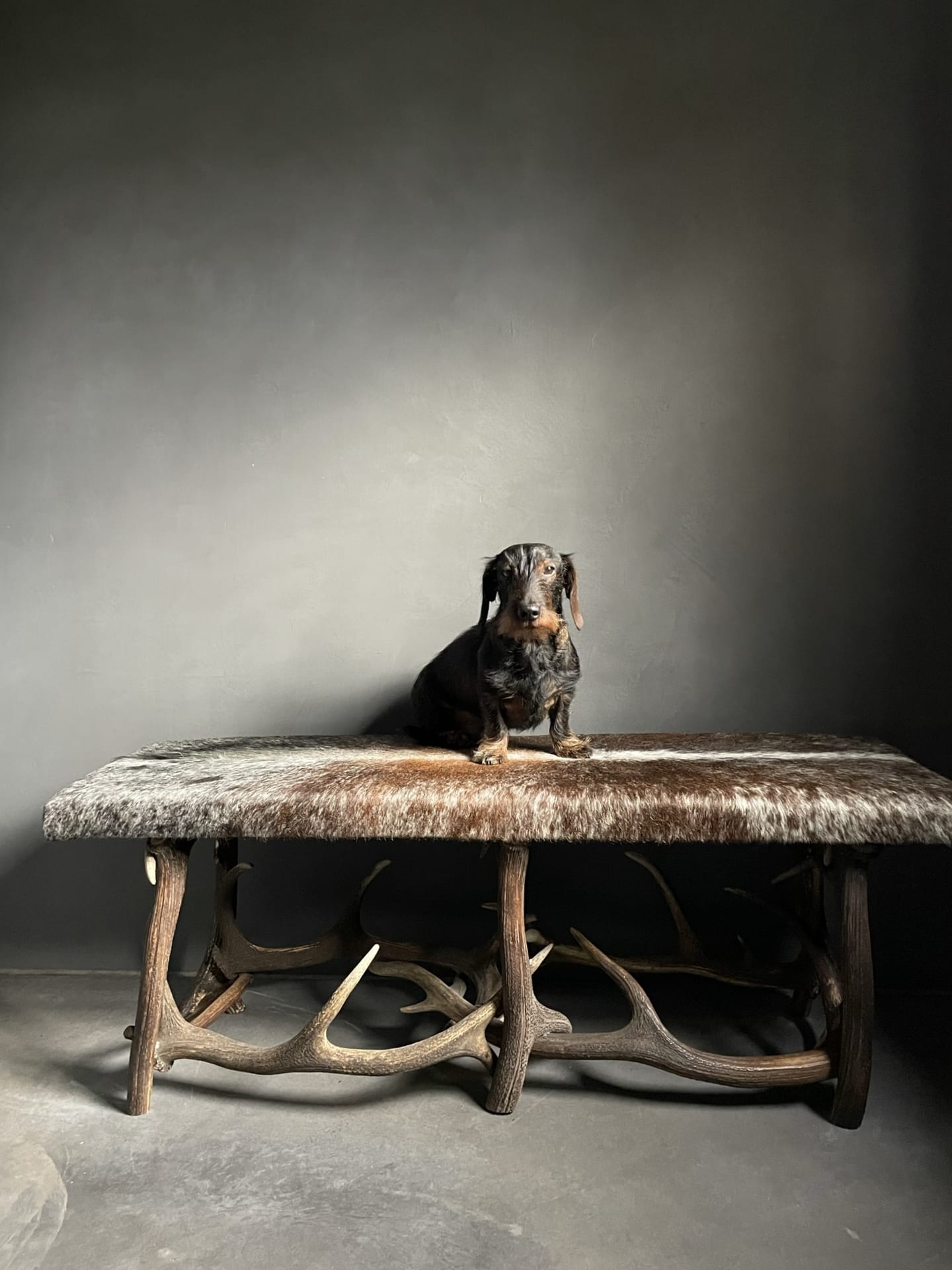 Antler sofa covered with cowhide