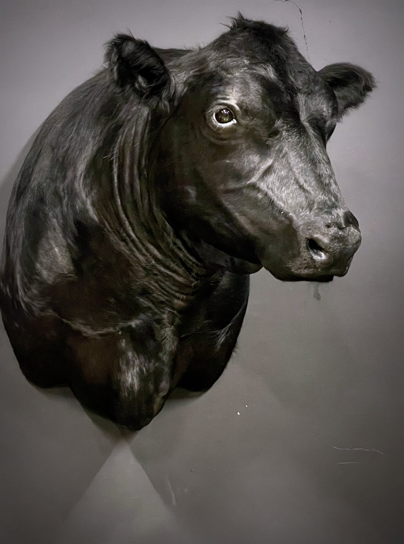 Ausgestopfter Black-Angus-Bulle