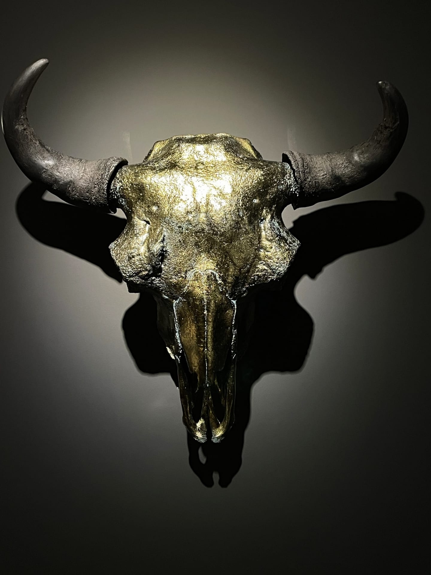 Schedel van een Bizon stier