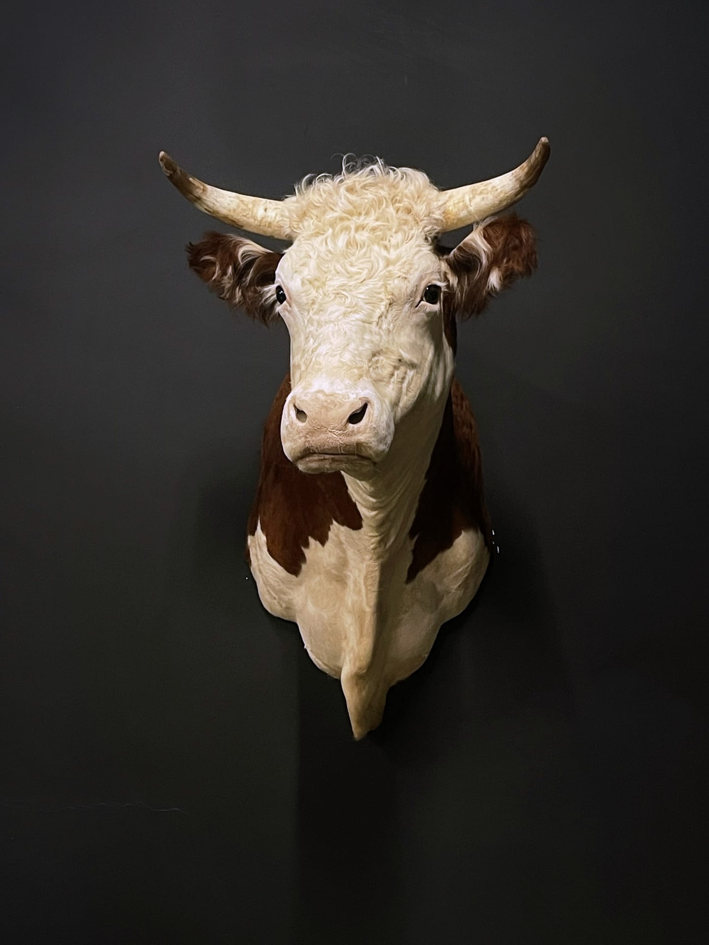Ausgestopfter Kopf einer Hereford Kuh