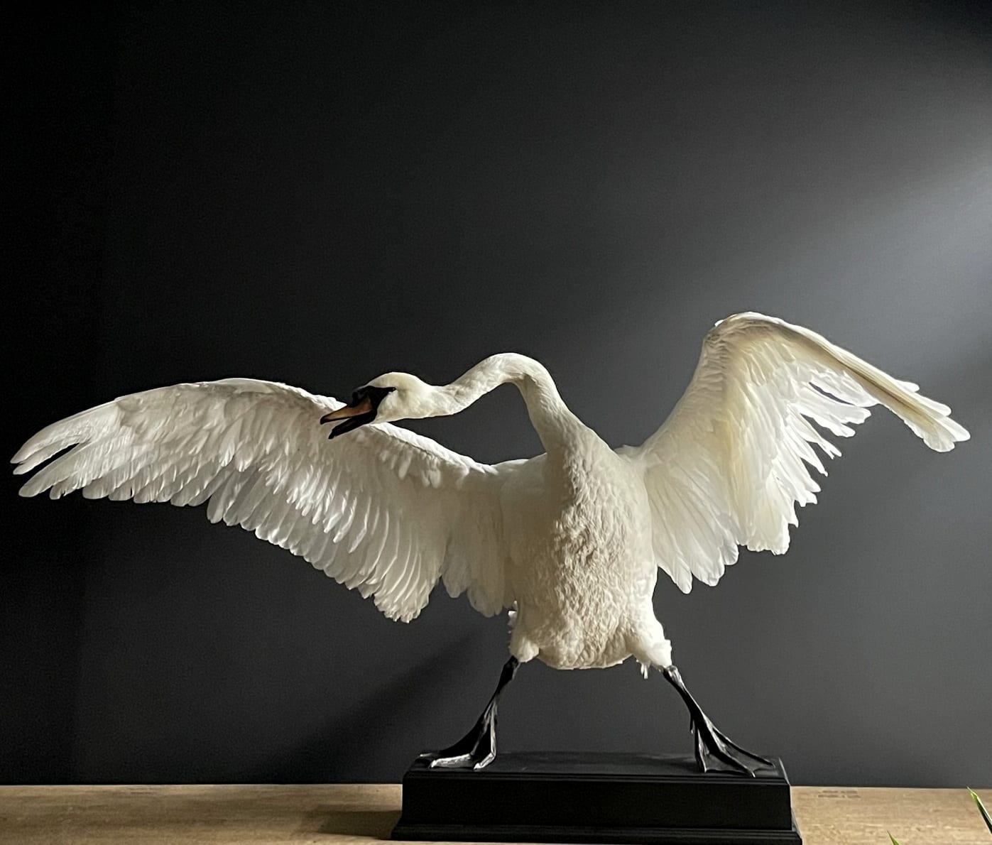 Ausgestopfter Schwan in bedrohlicher Pose