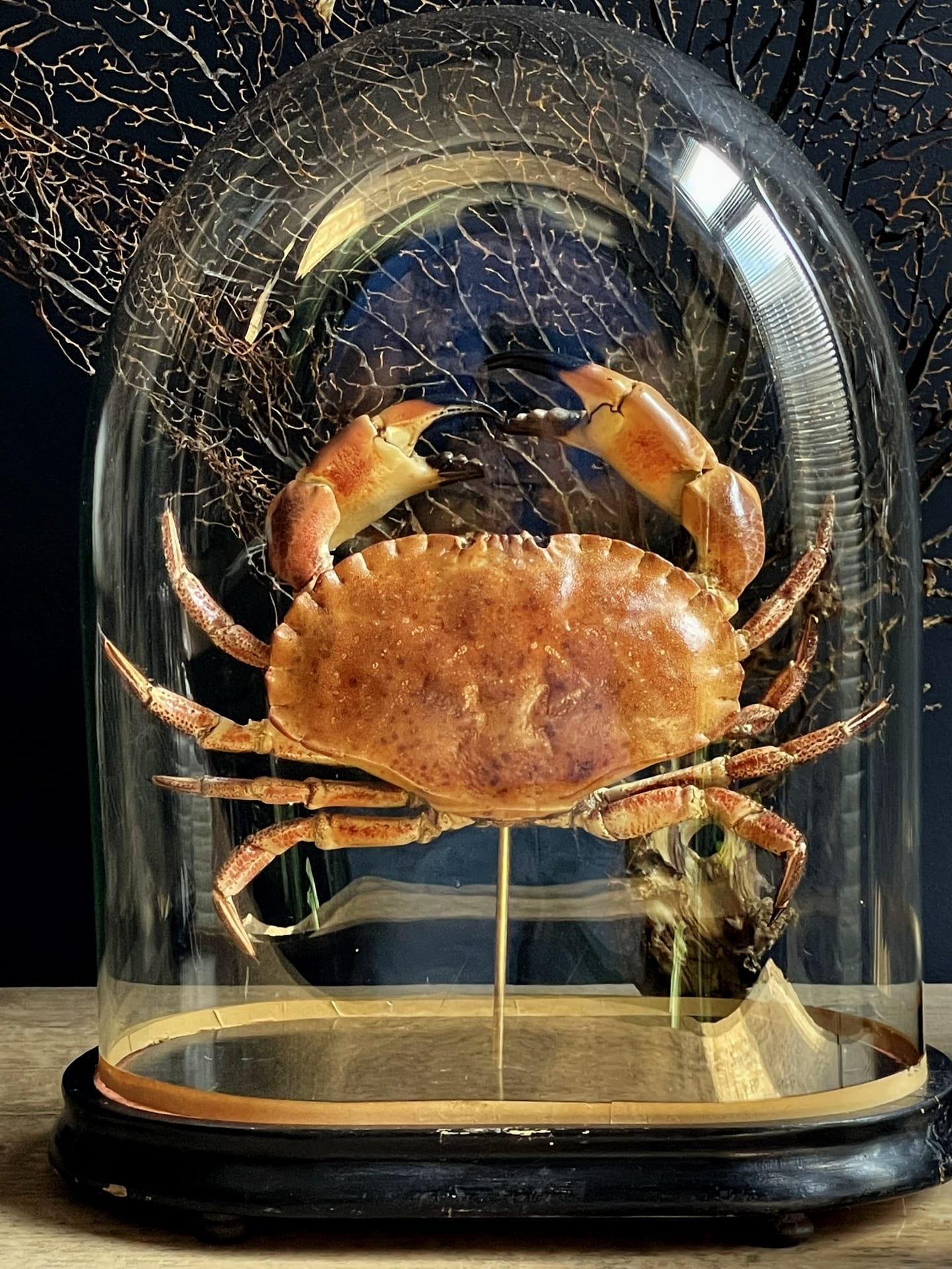 Antike Kuppel mit taxidermischer Nordseekrabbe.