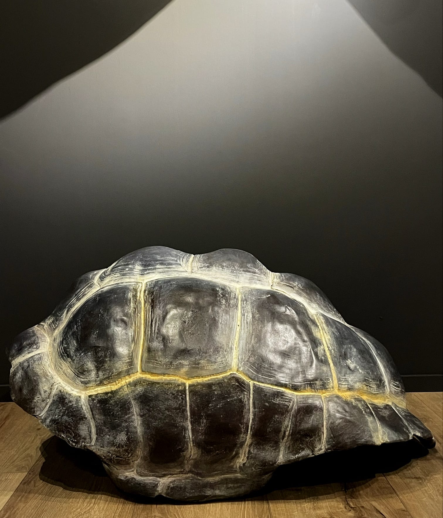 Nachbildung eines Panzers einer Galapagos-Schildkröte