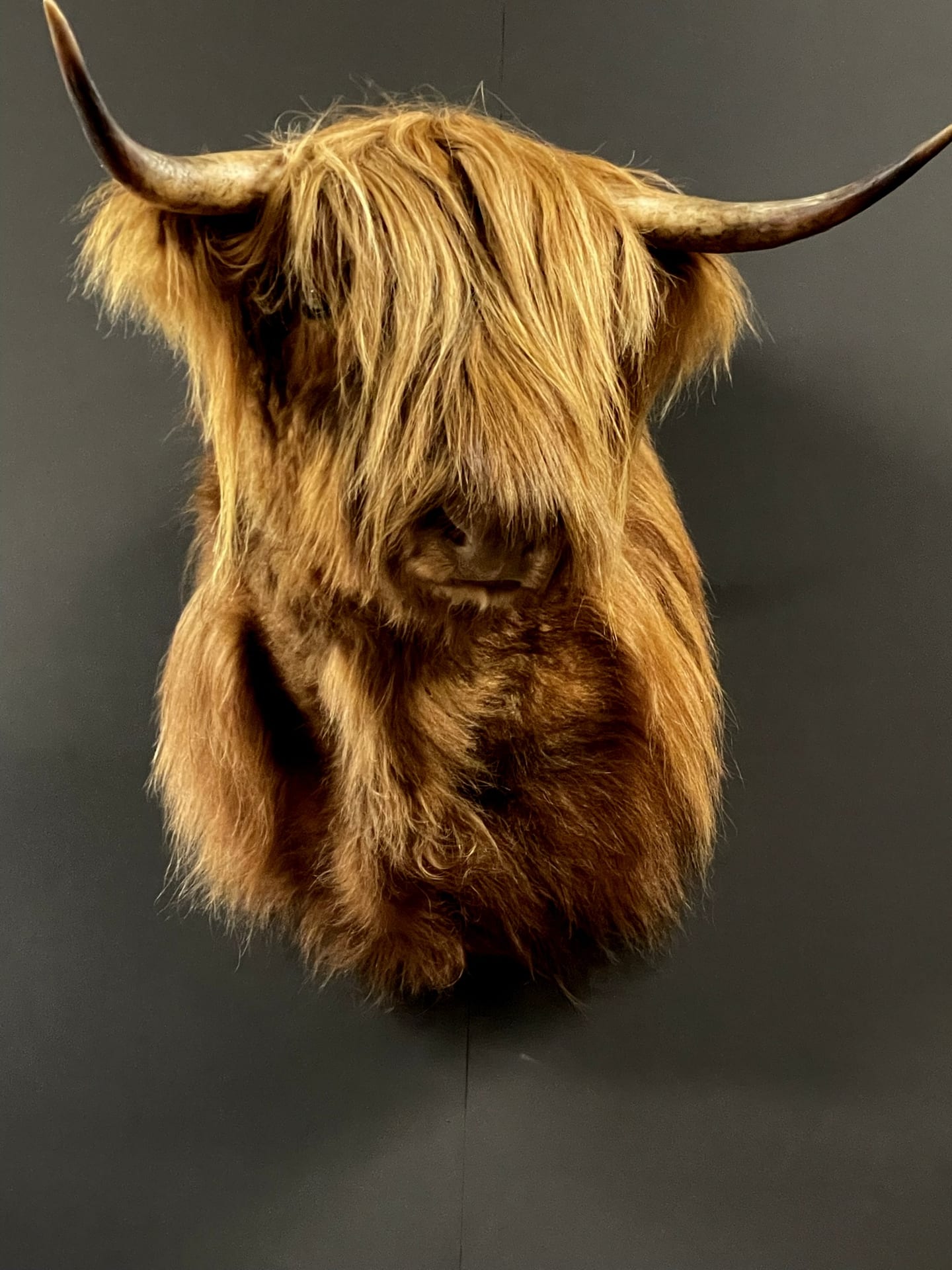 Ausgestopfter schottischen Highlanders