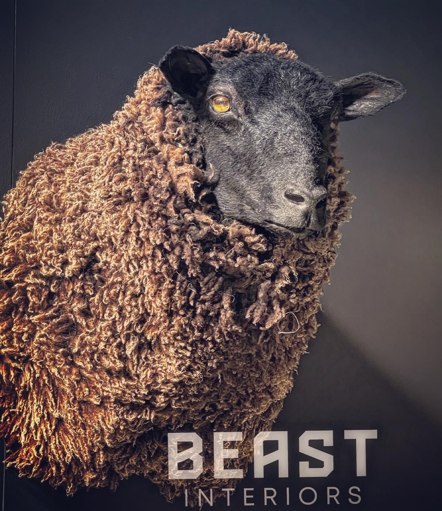 Mounted sheep head