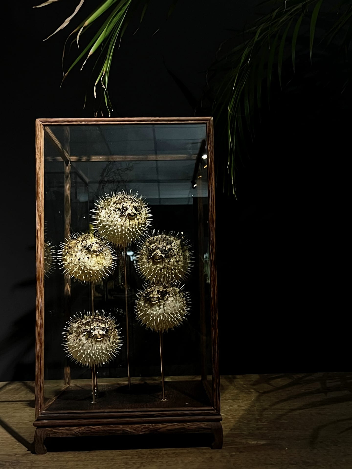 Glazen vitrine met kogelvissen