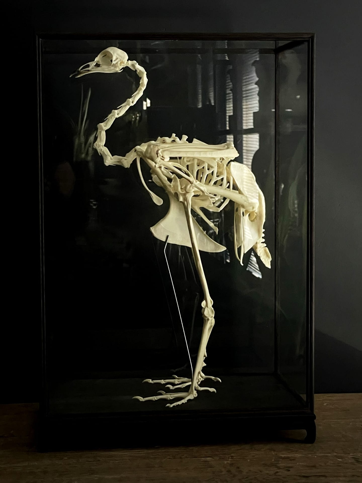 Blue peacock skeleton