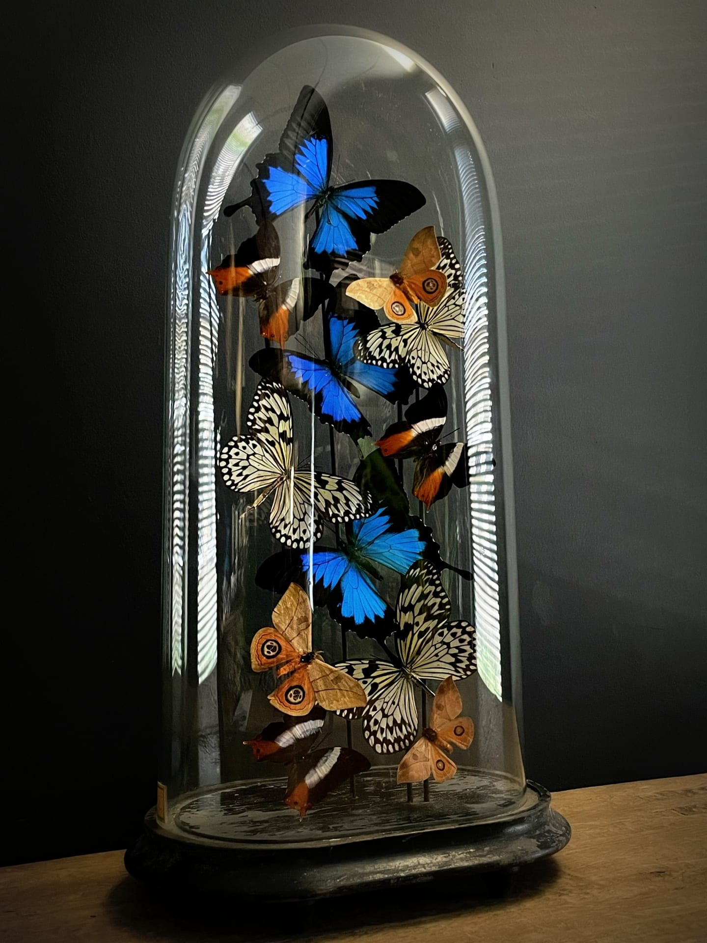Cloche ancienne avec un mélange de papillons colorés