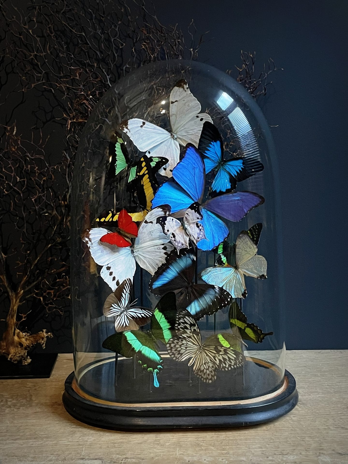 Colorful butterfly Dome