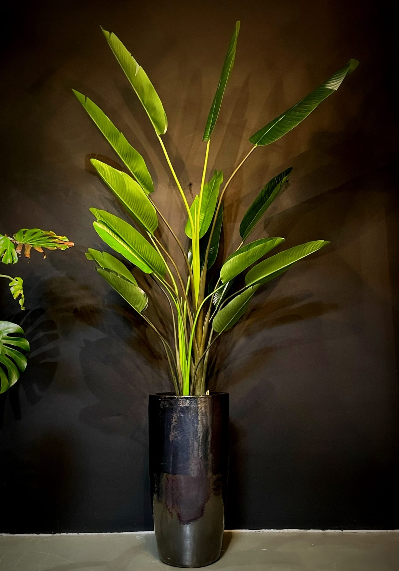 Kunstplant Strelitzia Nicolai