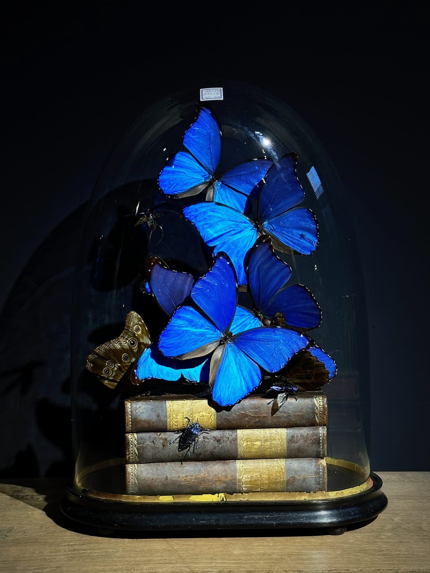 Cloche ancienne avec morphos bleus et livres anciens