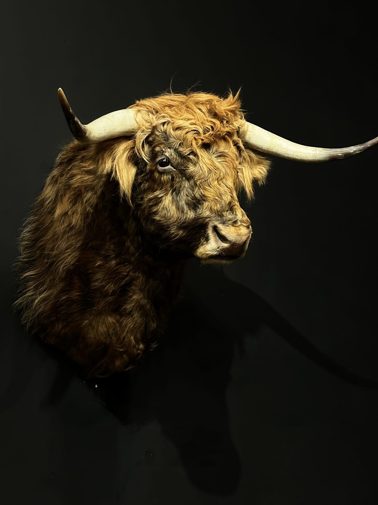 Ausgestopfter schottischer Highlander