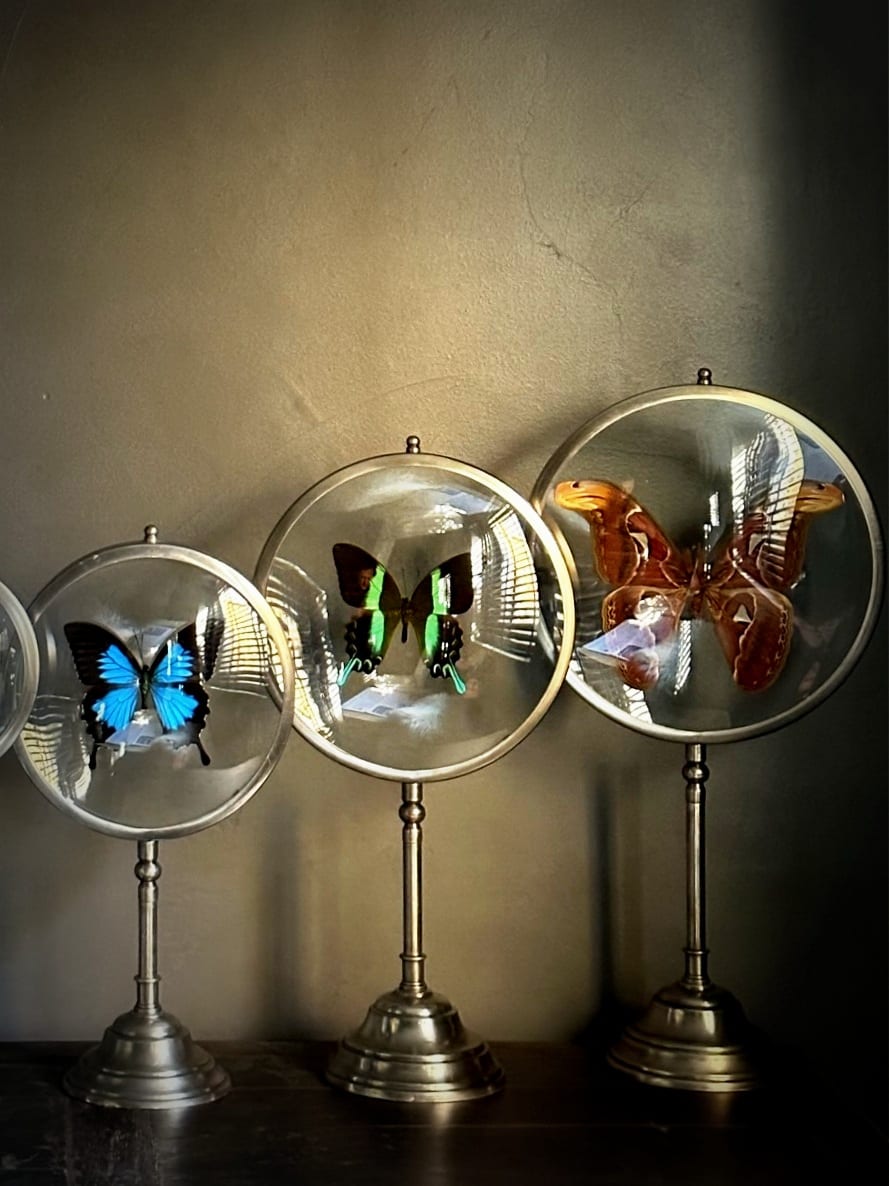 Ensemble de 3 papillons sur socle classique (L)