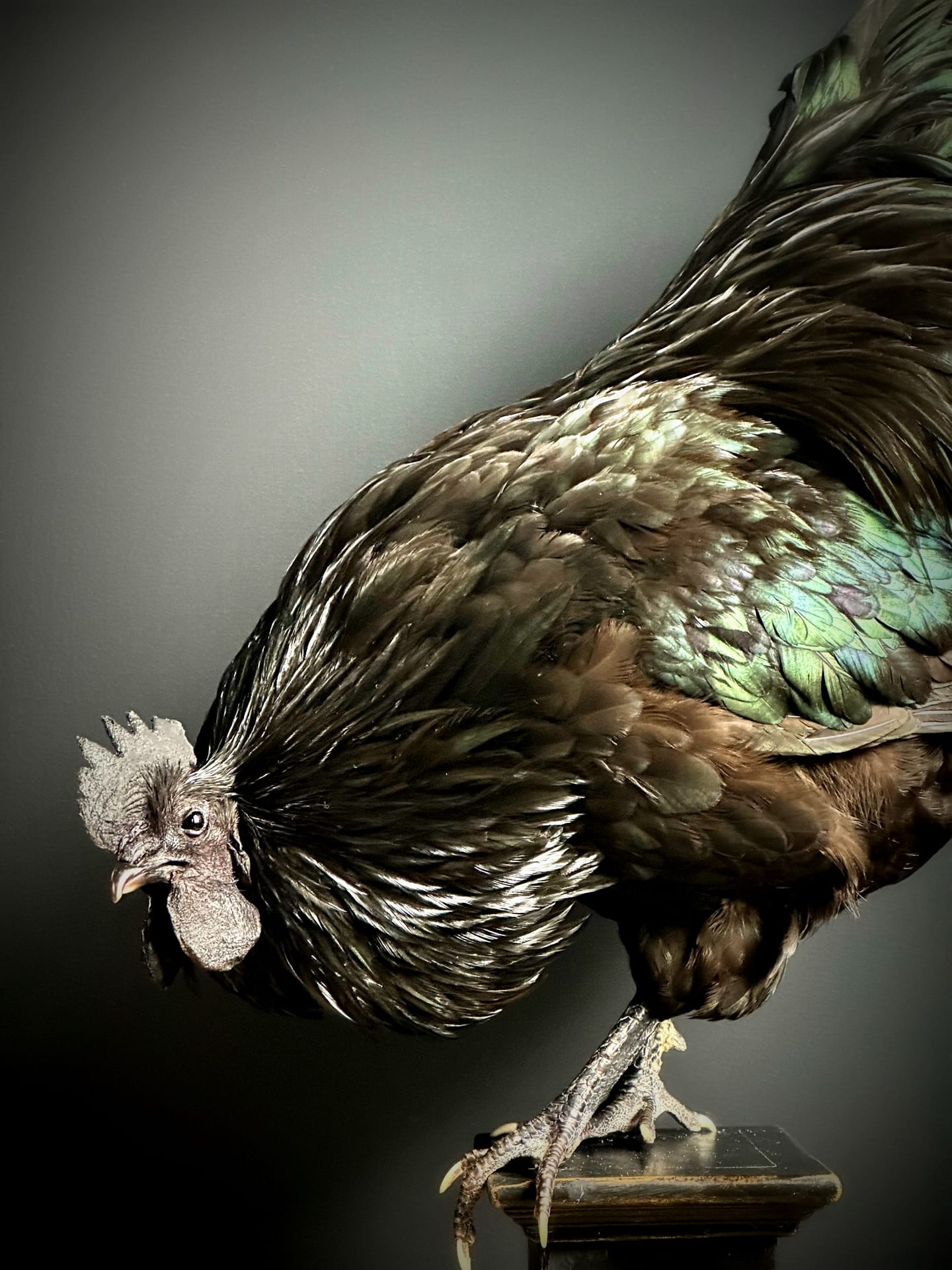 Ausgestopfter Cemani Hahn