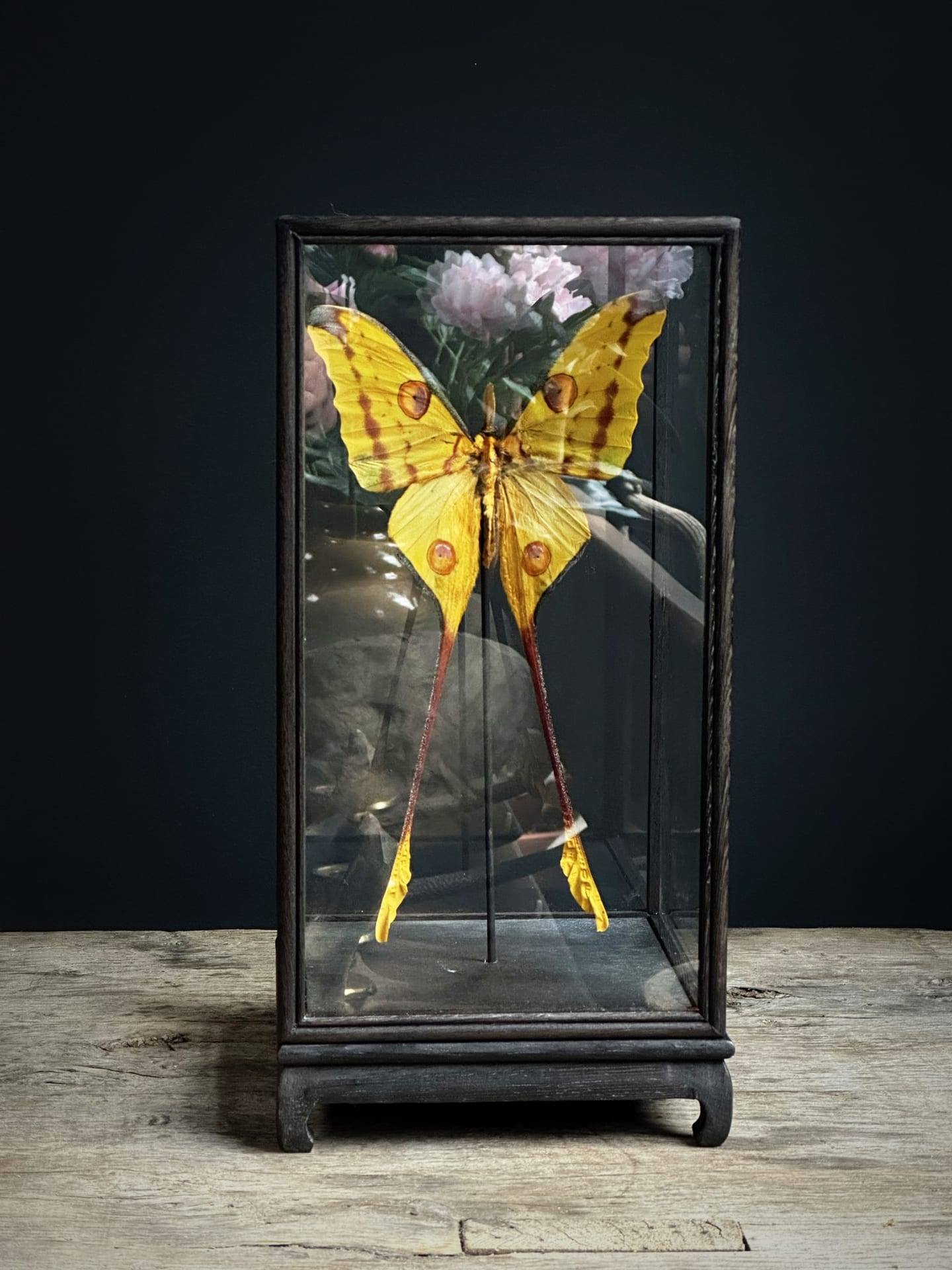 Display case with comet tail butterflies
