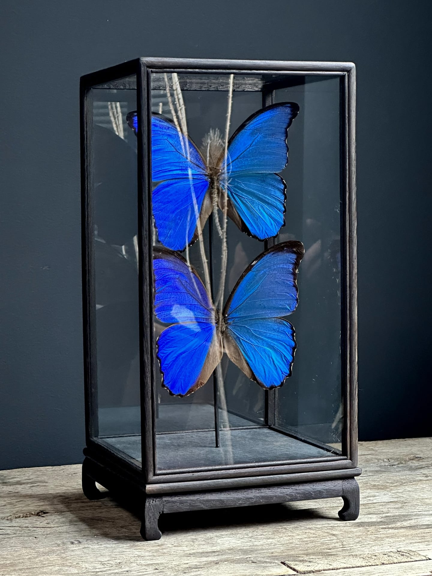 Display case with 2 Morpho butterflies,