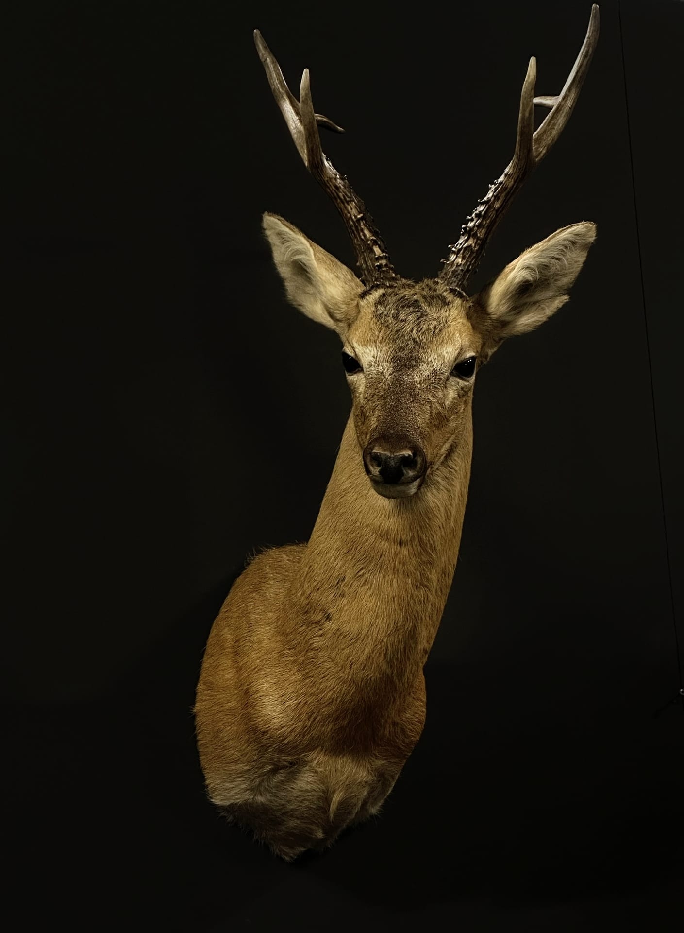 Siberian roebuck