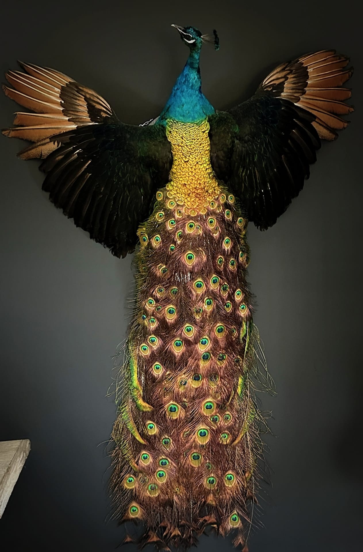 Mounted black-winged peacock