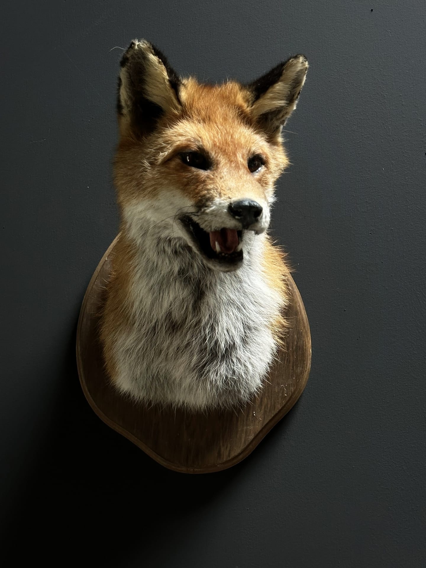 Tête de renard