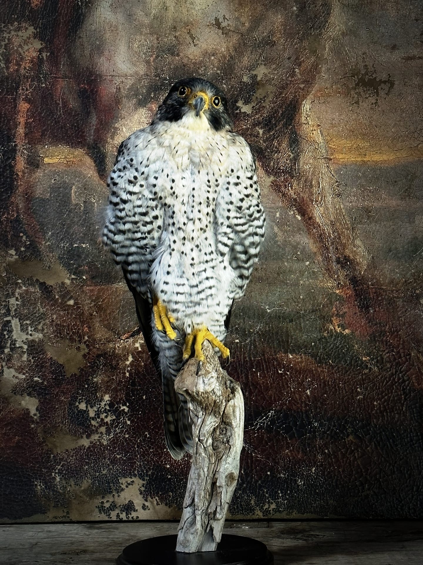 Faucon pèlerin naturalisé (Falco peregrinus).