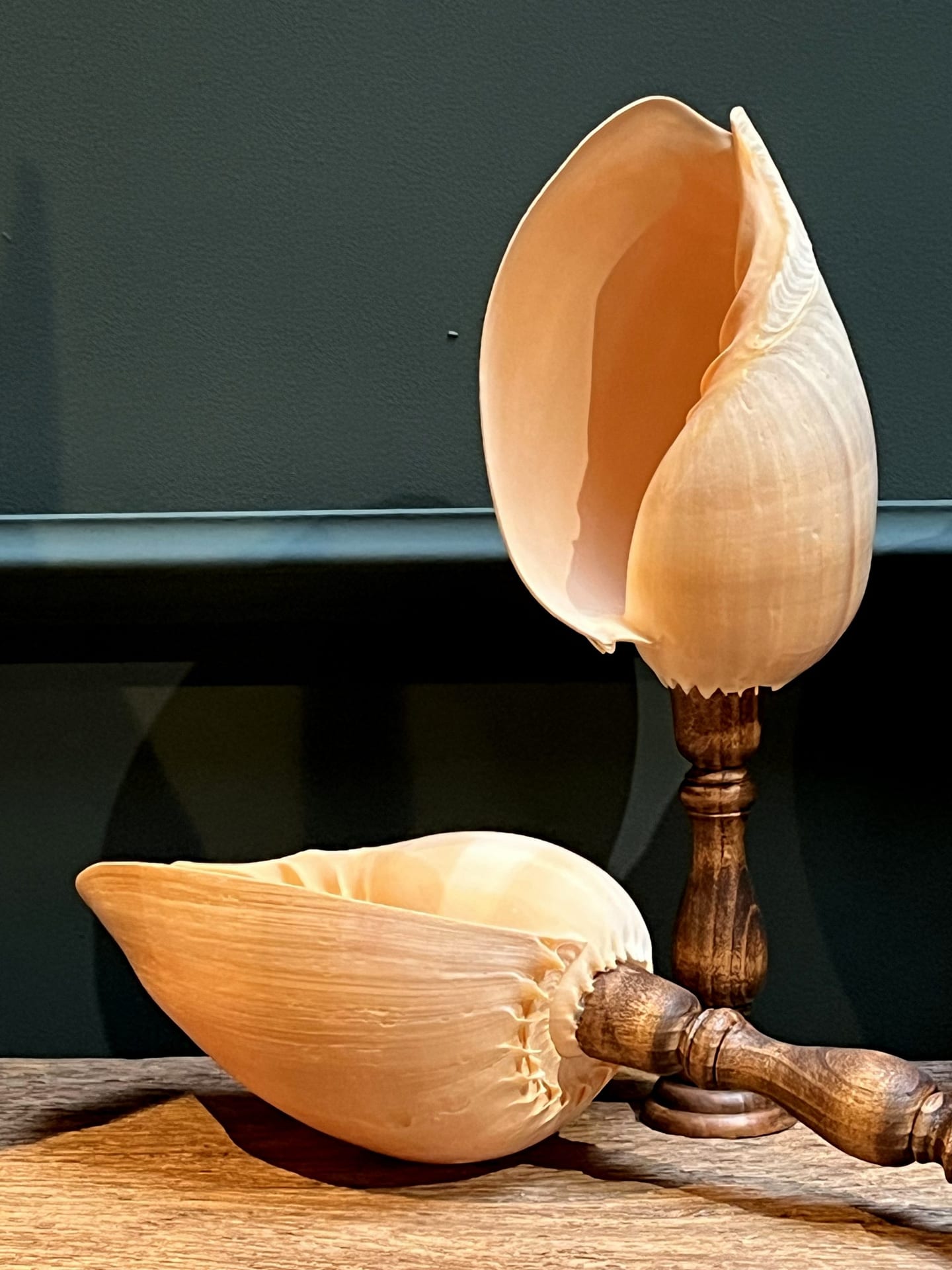 Große Muschel auf Sockel