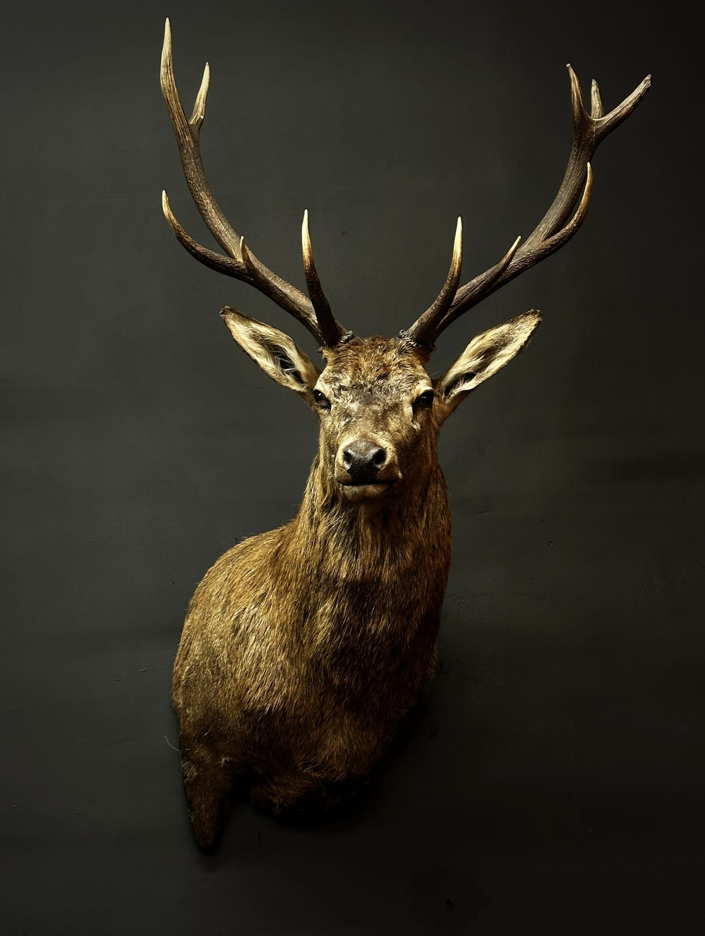 Mounted head of a red deer