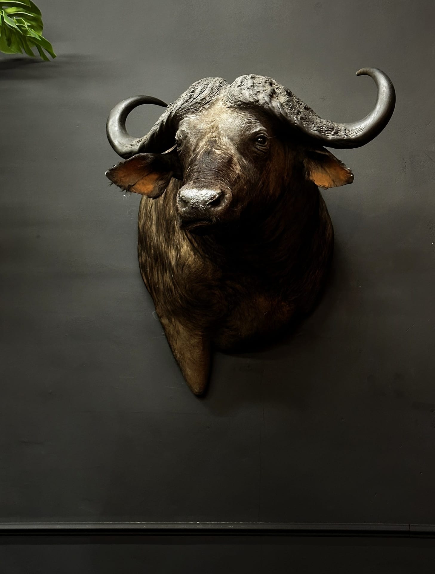 Mounted Cape buffalo head