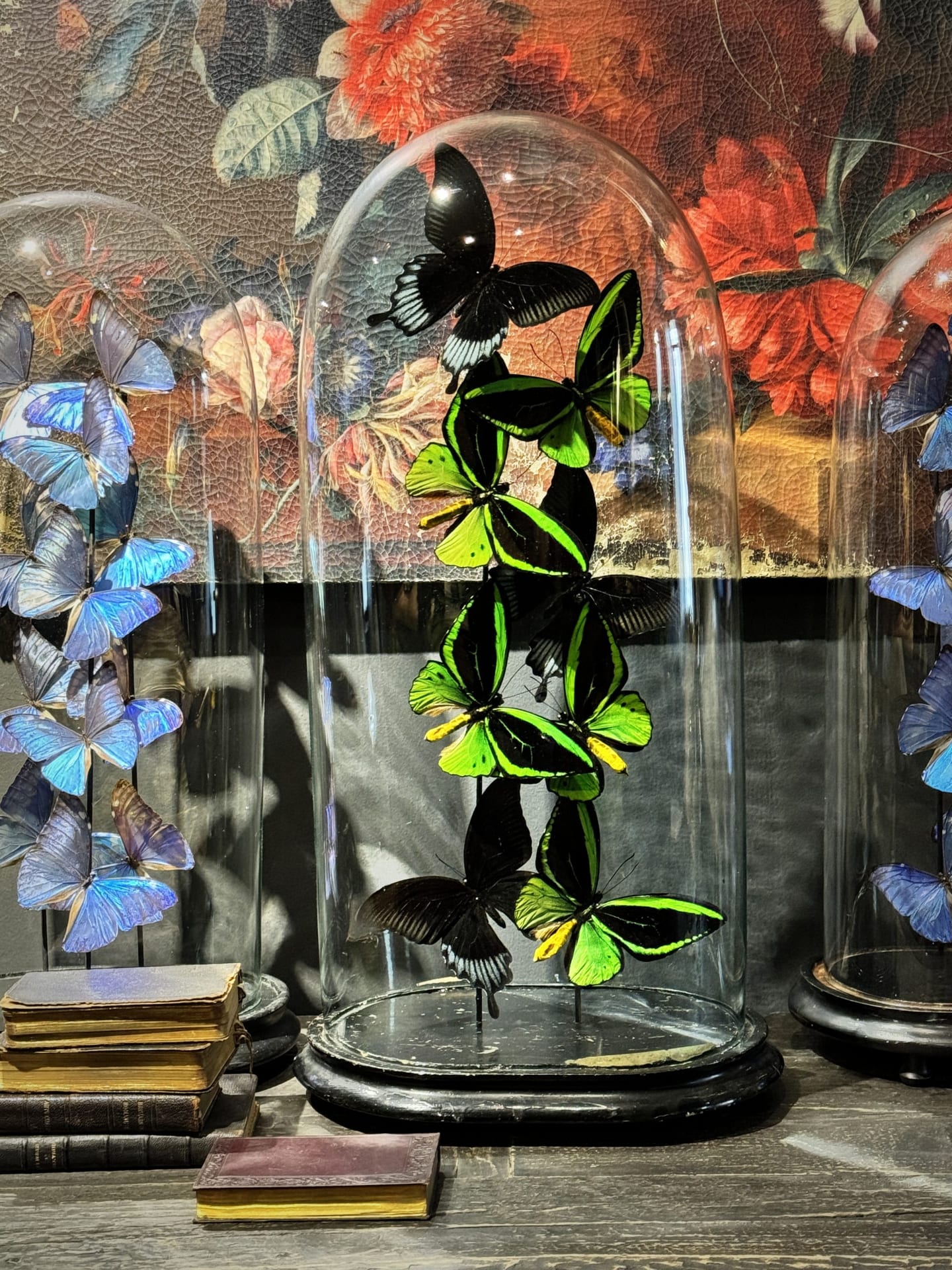 Cloche ancienne remplie d'Ornithoptera Priamus et de papillons noirs