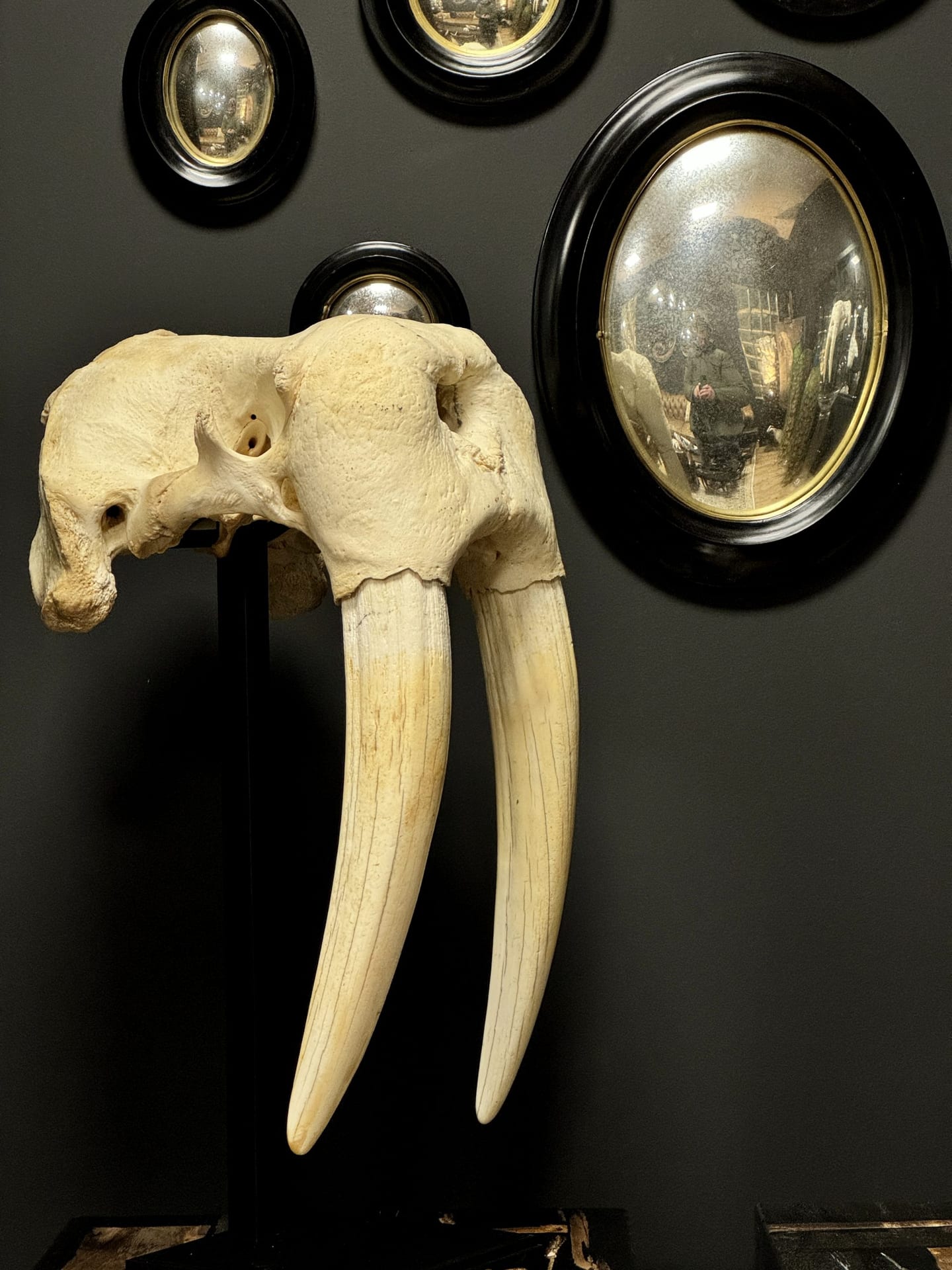 Heavy walrus skull