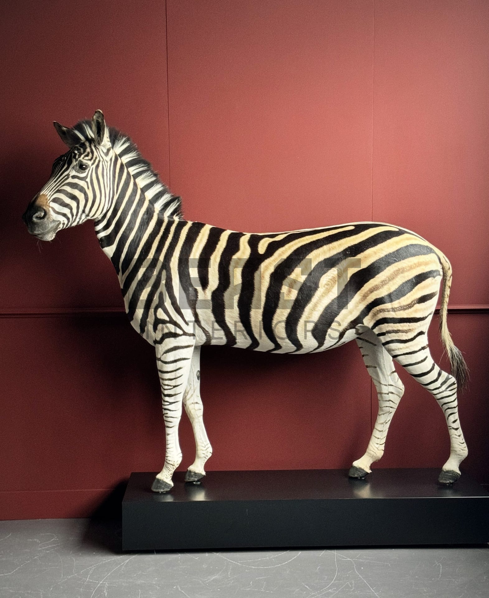 Ausgestopfter Zebra