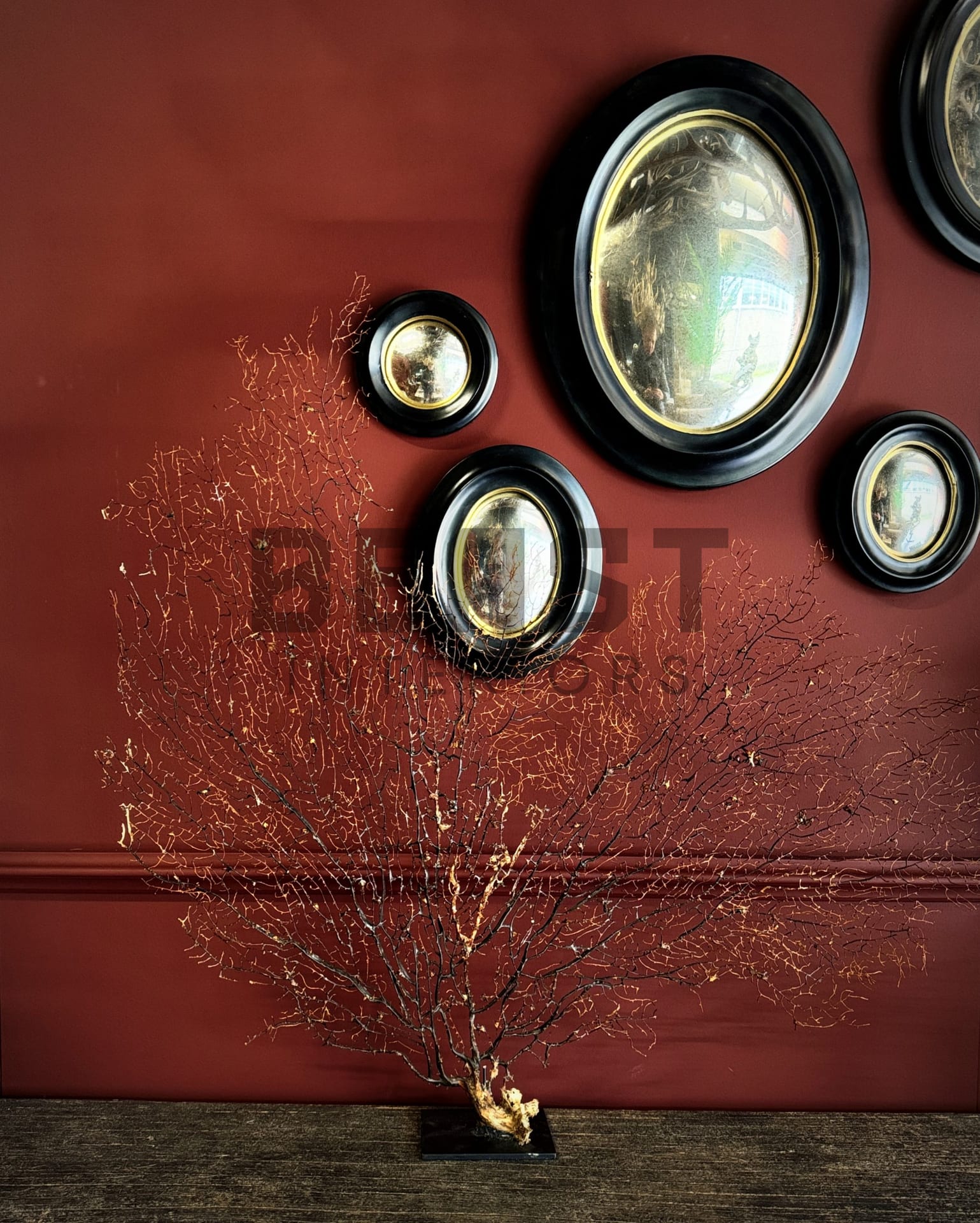 Decoratieve zeewaaier