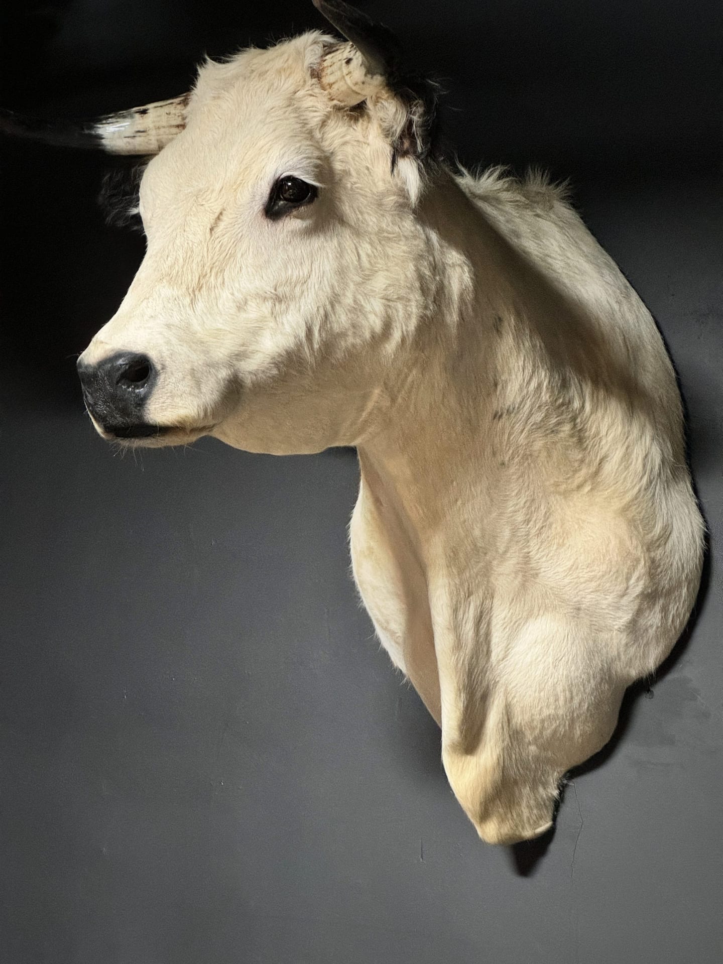 Mounted head of a cow