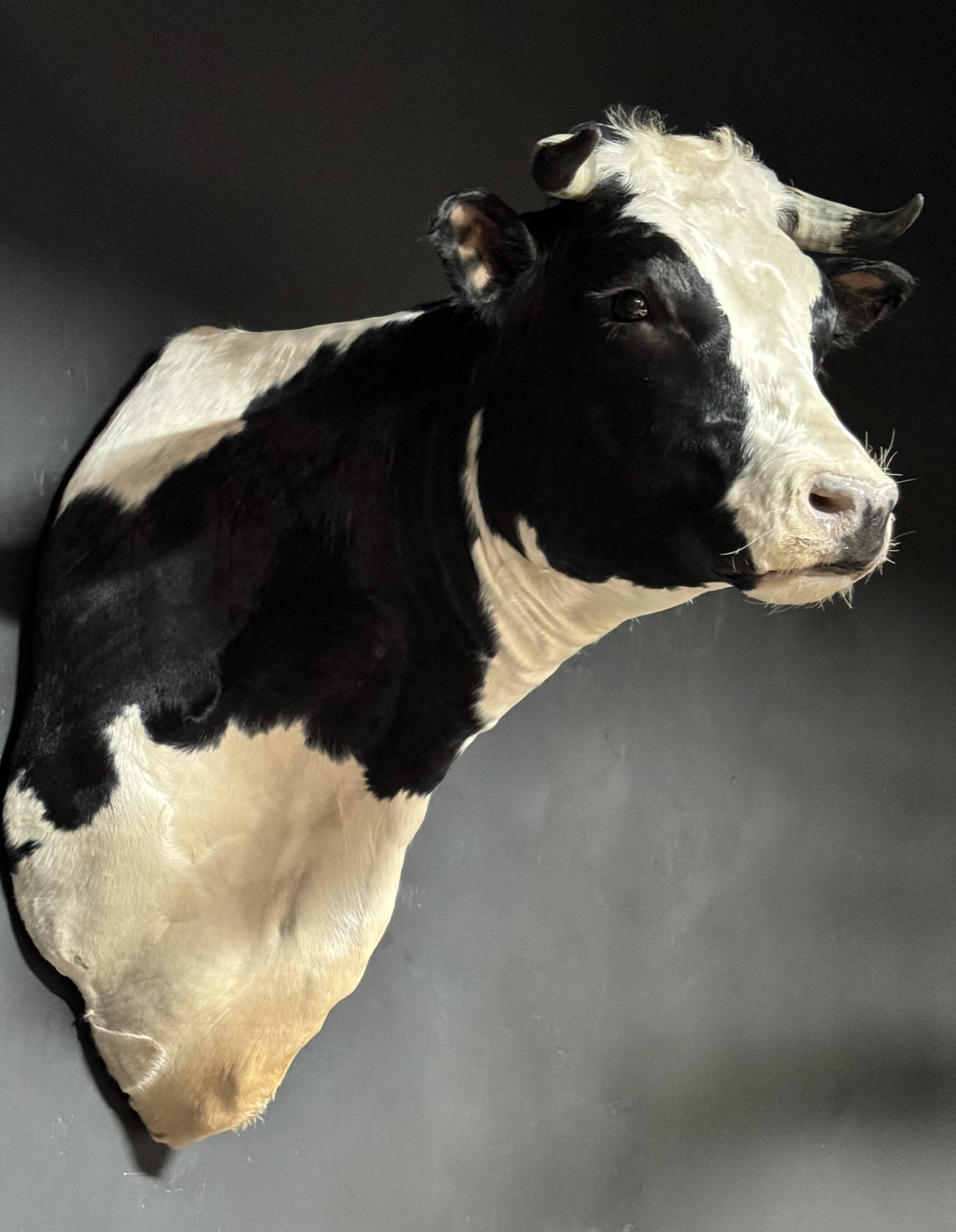 Mounted cow head