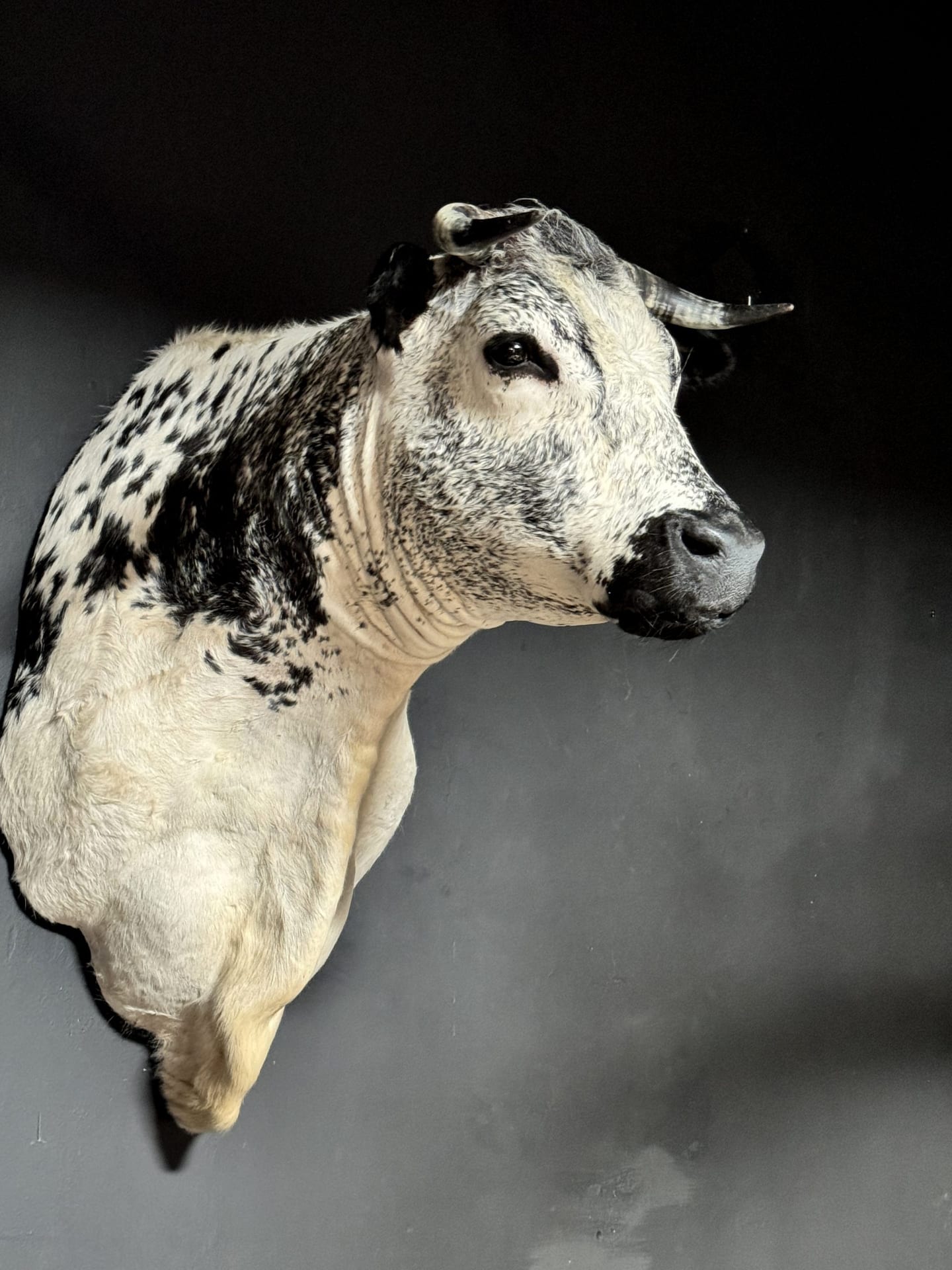 Speckle Park Cow