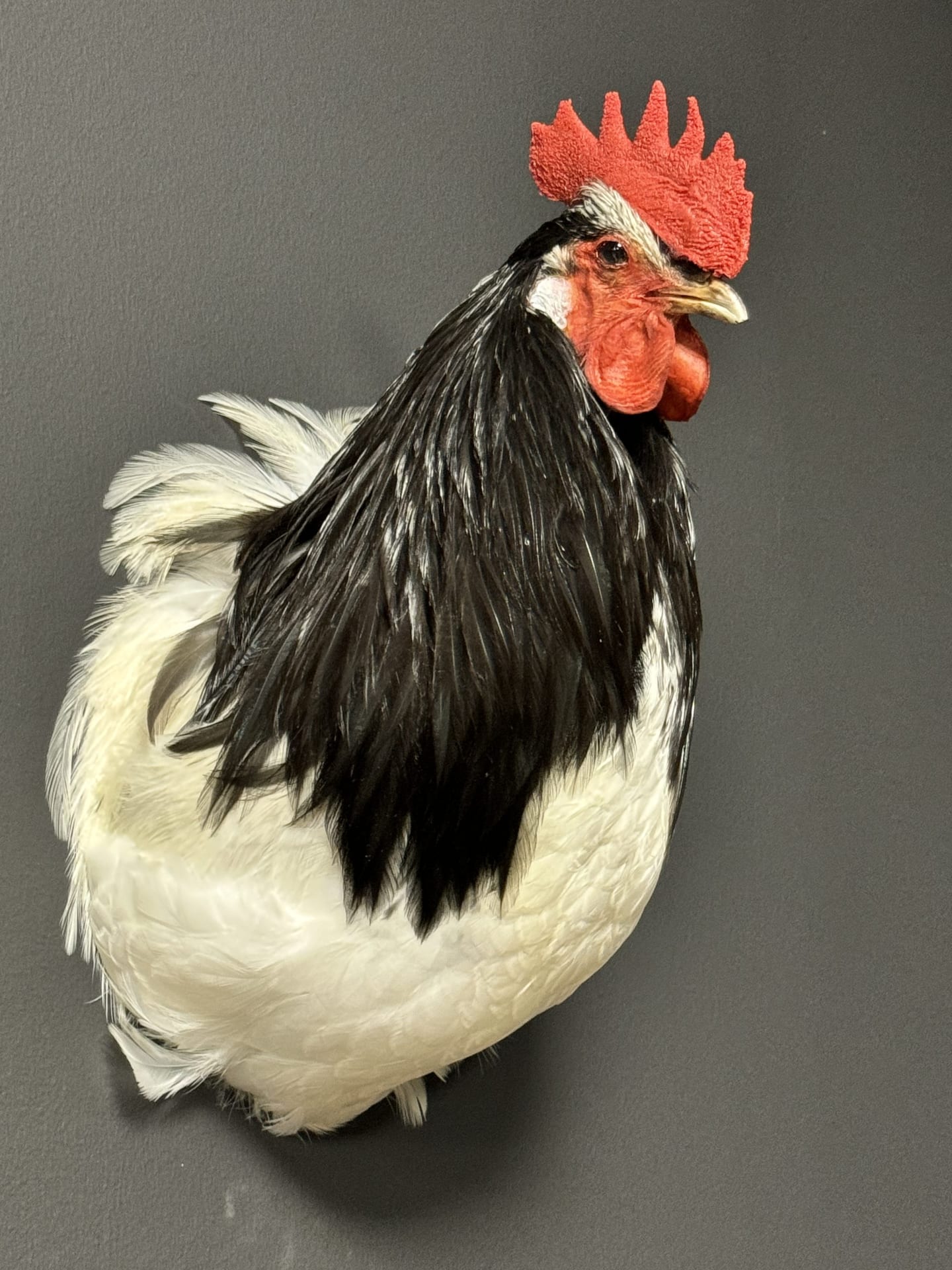 Mounted rooster head